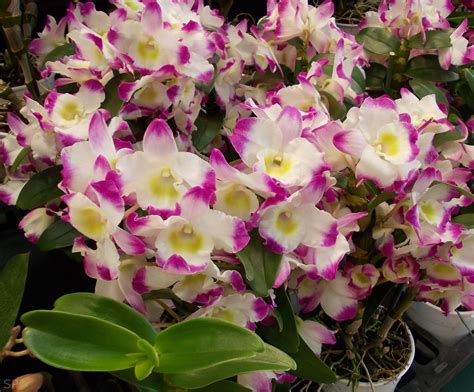 Dendrobium nobile - hybrid | Dendrobium nobile, Orchids, Plants