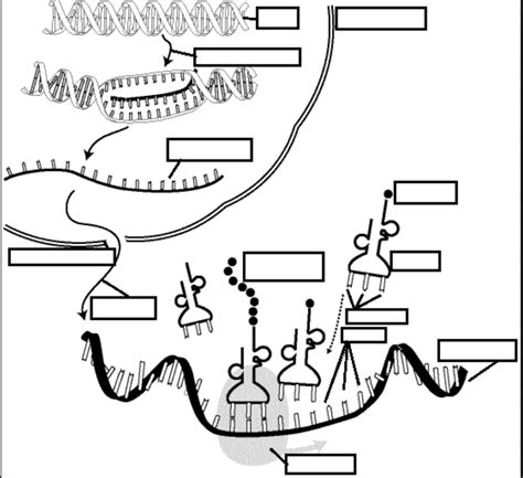 protein synthesis diagram Diagram | Quizlet 