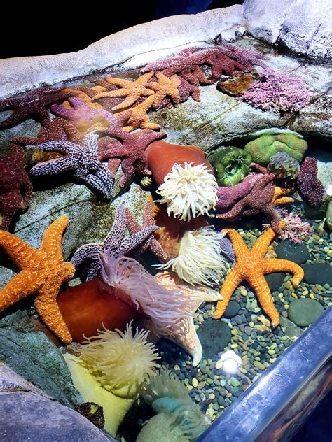 Aquarium of the Pacific: 4 Reasons To Visit - A SoCal Way of Life ...