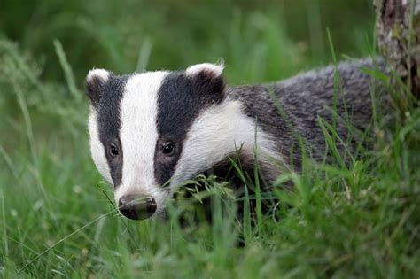 Mating in European Badgers