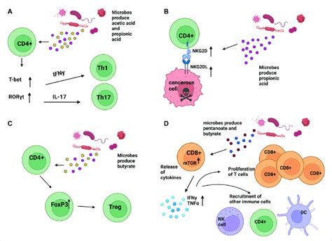 Impact Of Microbial Secreted Metabolites On T Cell Function A