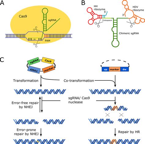 Components Of The Crispr Cas9 System Individual Components In Both Download Scientific Diagram