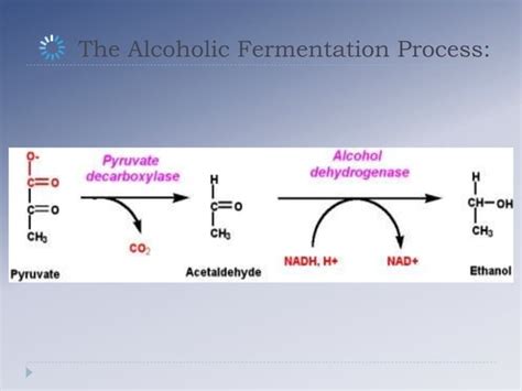 Alcoholic Fermentation Process