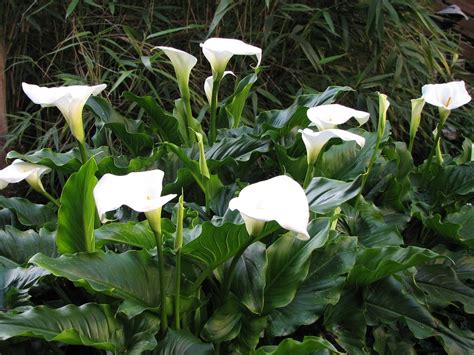 Zantedeschia Aethiopica La Cala Estanques Net