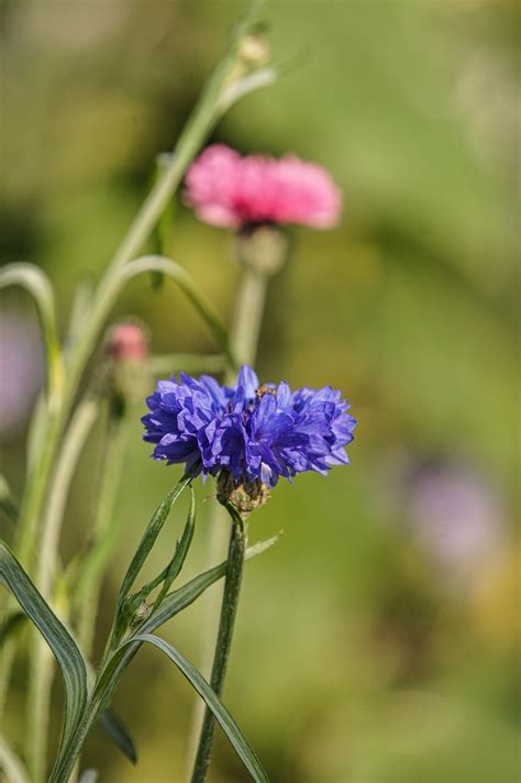 Flockenblume Kornblumen Blumen Kostenloses Foto Auf Pixabay Pixabay