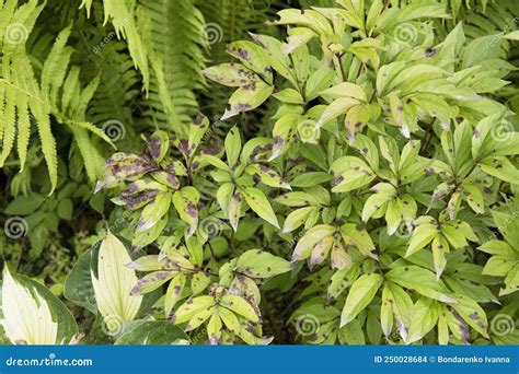 Leaves Of Peony Damaged By Powdery Mildew Garden Plant Disease Stock