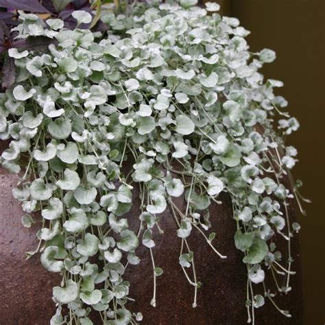 Dichondra Sericea Silver Falls