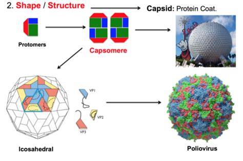 Micro Polio Virus Flashcards Quizlet