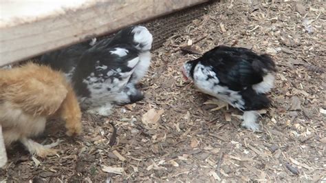 Mottled Cochin Bantams Silkies Youtube