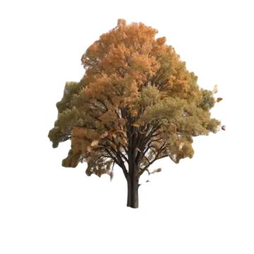 Autumn Tree Isolated On White Background Autumn Tree Isolated On