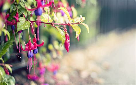 Wallpaper Sunlight Depth Of Field Flowers Nature Plants Branch