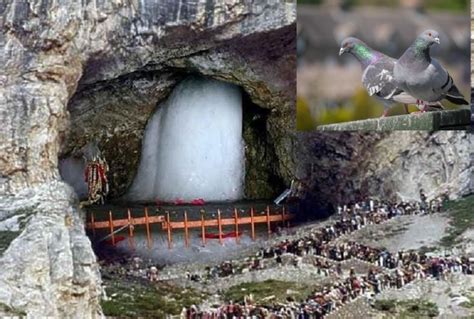 Amarnath Yatra 2023 कय आप जनत ह अमरनथ गफ म बठ कबतर क