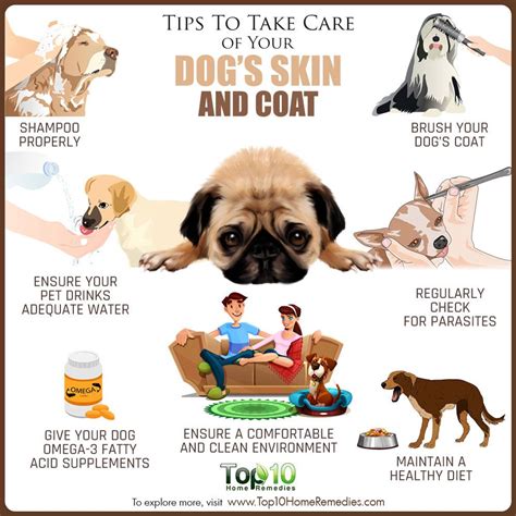 how to take care of dogs