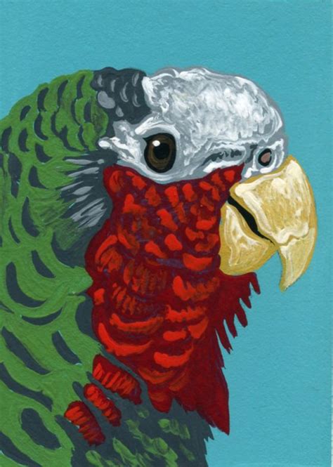 Aceo Atc Original Miniature Painting Parrot Cuban Amazon Pet Bird Art