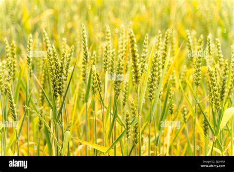 Horizontal photo of wheat ears closeup Stock Photo - Alamy