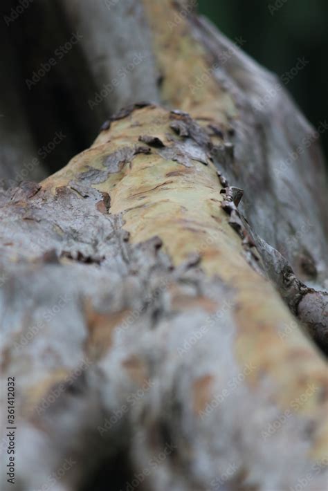 Textura Madera Bosque Difuminado Stock Photo Adobe Stock