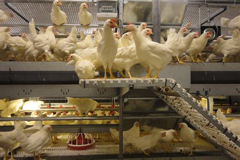 Effect Of Debeaking On Laying Hen Performance Poultry World