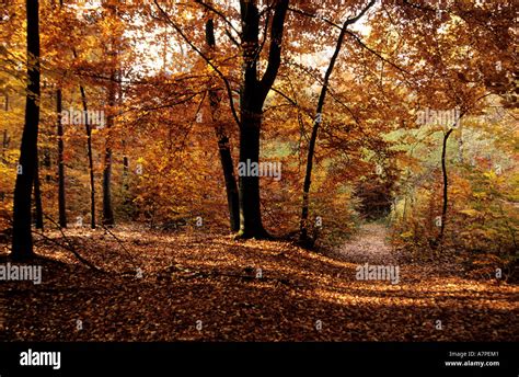 Fontainebleau france forest hi-res stock photography and images - Alamy