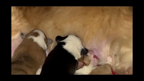 Cute Corgi Puppies At Day 3 7 Of Their Lives Youtube