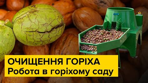 Очистка зеленого волоського горіха за допомогою мийки на 700 кг/год ...
