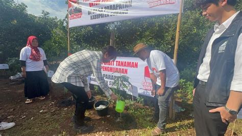 Kampanyekan Ganjar Mahfud Gmi Gelar Penanaman Bibit Pohon Mangga Madu