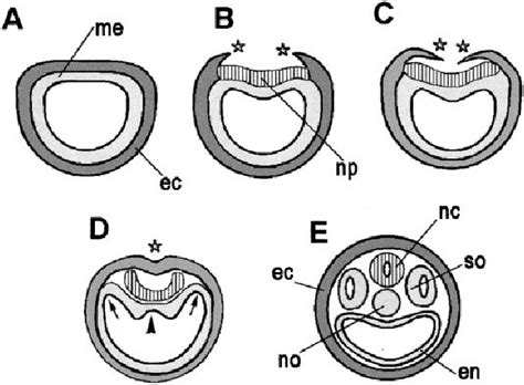 Diagram Of Neurulation In Amphioxus A Late Gastrula The Ectoderm Download Scientific