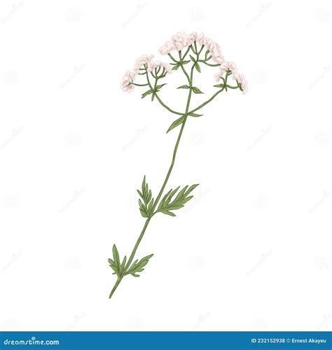 Valeriana Officinalis Medicina Silvestre Dibujo Botánico Realista De Flor Valeriana En Estilo