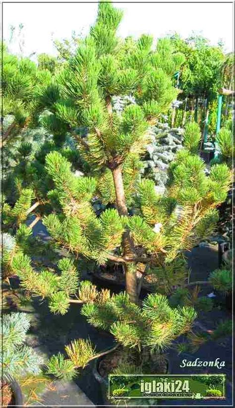 Pinus Nigra Oregon Green Sosna Czarna Oregon Green FOTO Internetowy