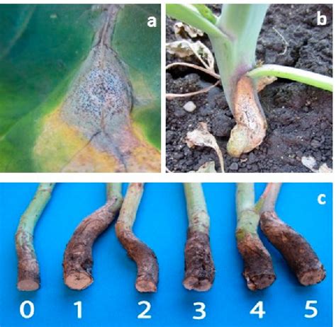 Figure 1 From Blackleg Leptosphaeria Maculans Severity And Yield Loss