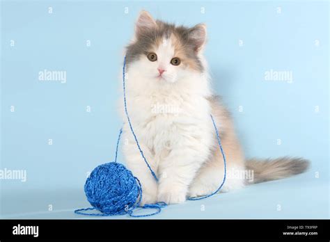 German Longhair Cat Stock Photo - Alamy