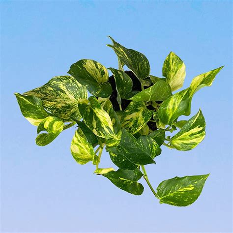 Купить комнатные Лианы в Москве с доставкой в интернет-магазине Plantis