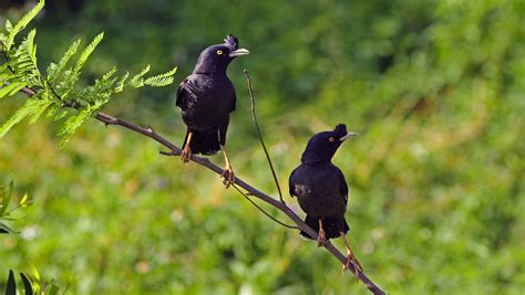 Crested Myna Audubon Field Guide