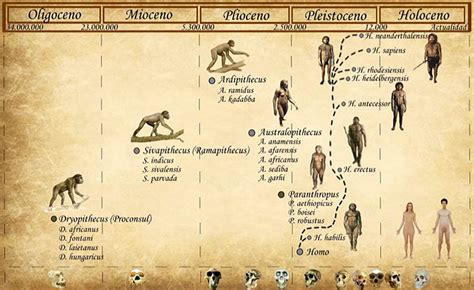 Especies Humanas Origen Caracter Sticas Evoluci N