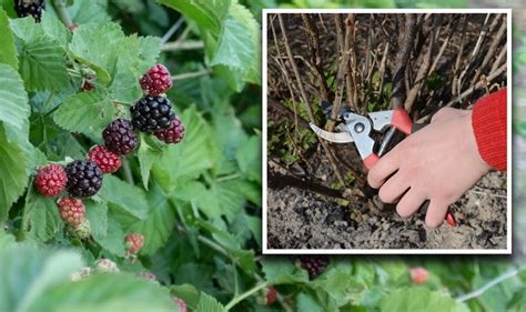 Comment se débarrasser des ronces de manière naturelle et efficace