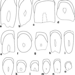 Scanning Electron Photomicrographs Of Dakhla C Lower Incisors Of