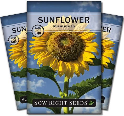 Sow Right Seeds Semillas De Girasol De Mamut Para Plantar Cultiva