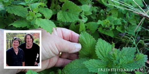 Harvesting lemon balm (one of my favorite herbs for anxiety) – Fresh ...