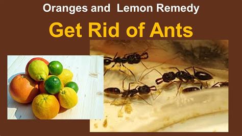 How To Get Rid Of Ants Fast Naturally With Oranges And Lemon YouTube