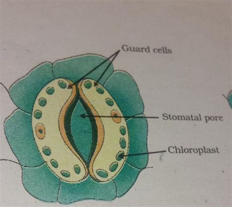 Draw A Diagram To Show Open Stomatal Pore And Label Guard Cells And