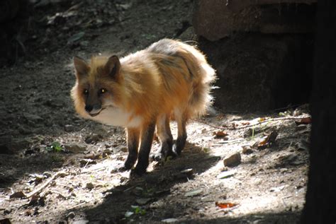 Red Fox Zoochat