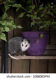 437 North American Opossums Images, Stock Photos & Vectors | Shutterstock