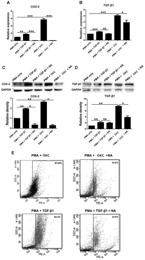 M2 Polarization Of Macrophages Influenced By Tgf β1cox 2 Rt Qpcr