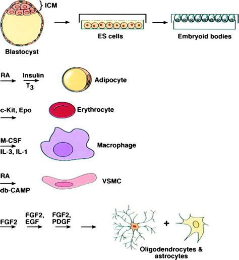 Stem Cells Cell