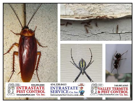 How To Prevent Pests From Invading Your Home The Housing Forum