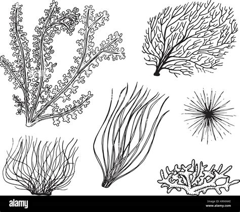 Marine Ocean Plants Drawing