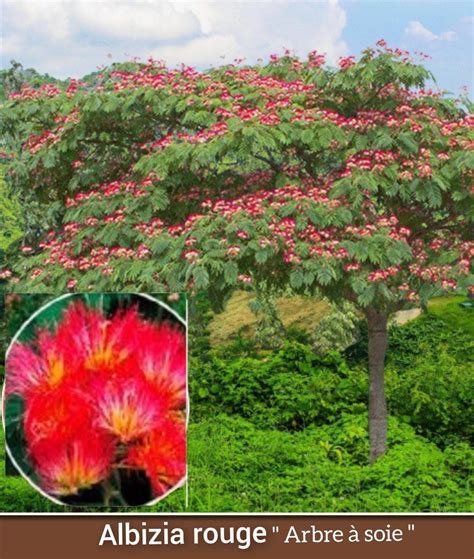 Albizia Rouge Arbre Soie Rouge Partir De Jardibo