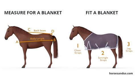 Sizing Guide for Horse Blankets – Champion Horse Blankets