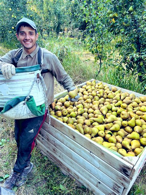 Agroecología Aluhe on Twitter RT pei1975 La pera dorada Variedad