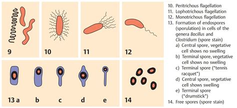 Morphologie Et Formes Bact Riennes Bioeduc