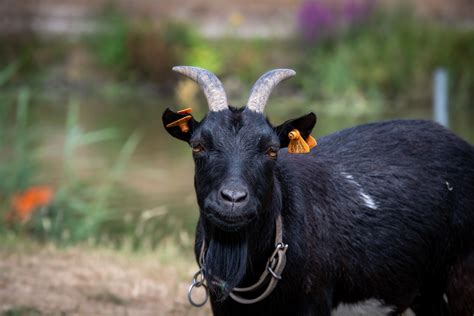 Goat Farm Animal Portrait Free Stock Photo Public Domain Pictures